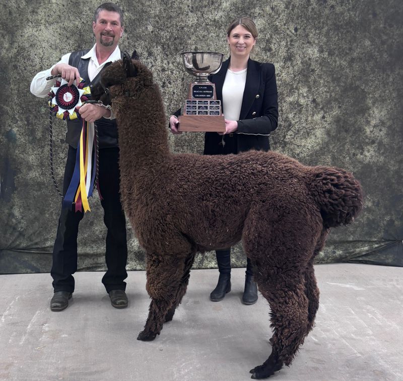 2026 Canadian National Alpaca Futurity Supreme Champion