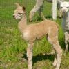 Cria Birchleaf Fawntastic