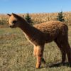 Cria Tiger Park Shaka's Sally