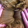 Fleece: Sunnyhill's Rikki