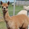 Cria Dreamin' Rozalia